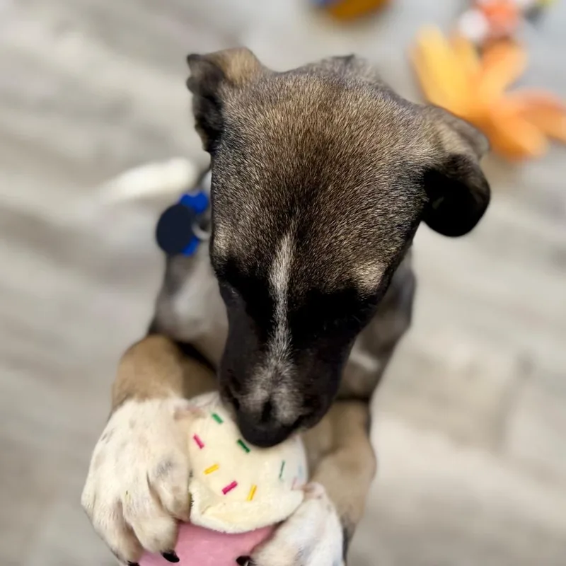 Donut thumbnail 3