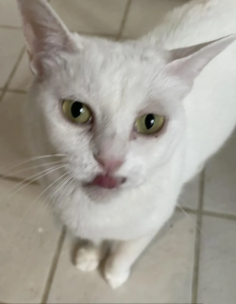 An adult medium-sized female White Domestic Short Hair cat named Blancaportofino Petsmart for adoption in Spring, TX
