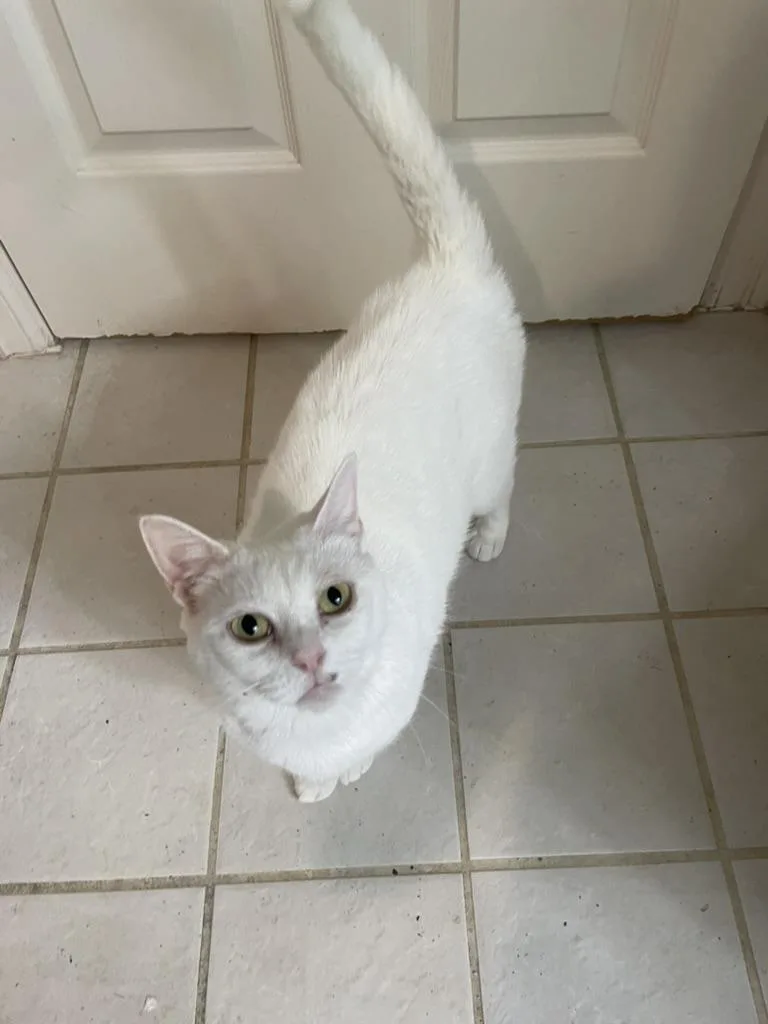 Blancaportofino Petsmart thumbnail 4