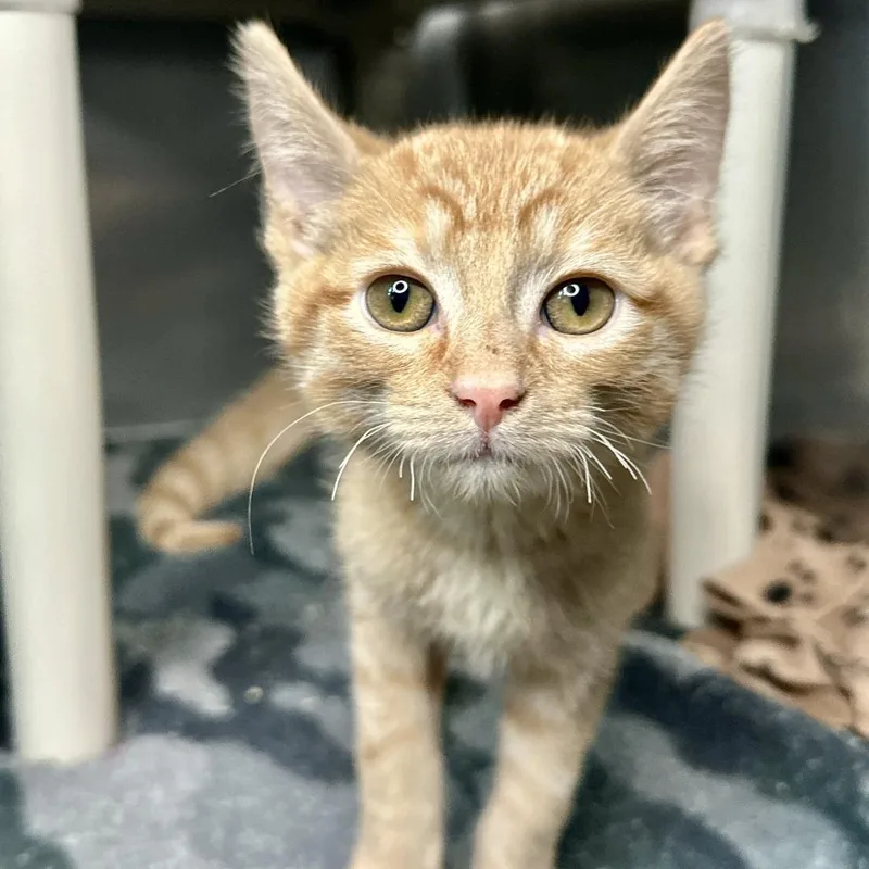 A baby small-sized male Orange / Red Domestic Short Hair cat named Lucas for adoption in Matteson, IL