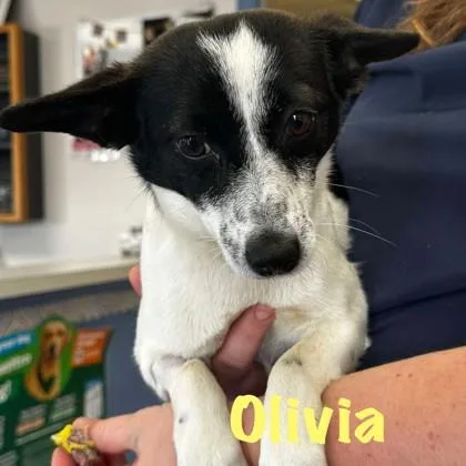 A young small-sized female Mixed Breed dog named Olivia for adoption in Elk Grove Village, IL