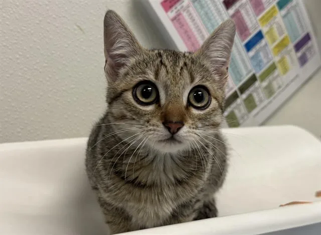 A baby small-sized male Domestic Short Hair cat named Goose for adoption in Palo Alto, CA