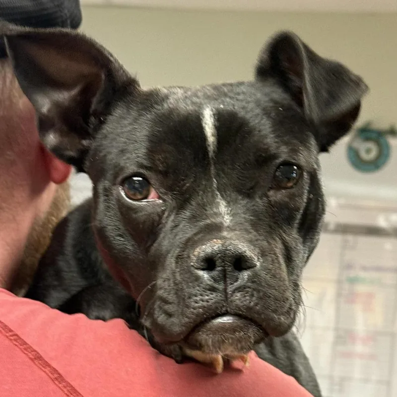 An adult small-sized female Black Boston Terrier dog named Cherie for adoption in Walden, NY