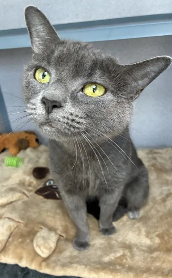 A young medium-sized female Domestic Short Hair cat named Petal for adoption in Skillman, NJ