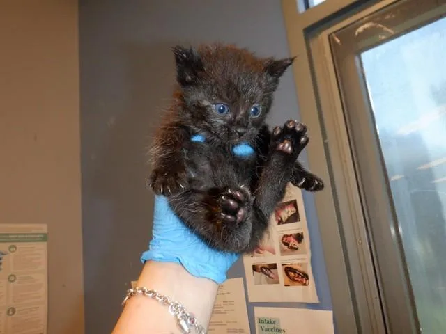 A baby small-sized male Domestic Short Hair cat named Perri for adoption in San Jose, CA