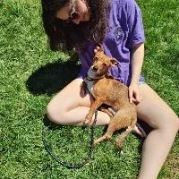 An adult small-sized male Dachshund dog named Rutt for adoption in Monticello, NY