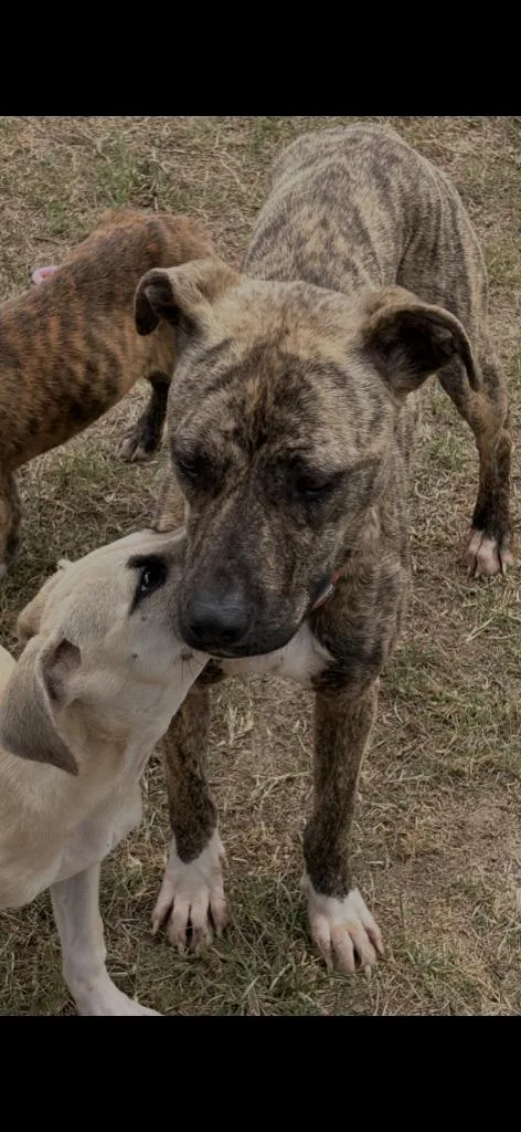 An adult medium-sized female Mixed Breed dog named Pumpkin for adoption in Effingham, SC