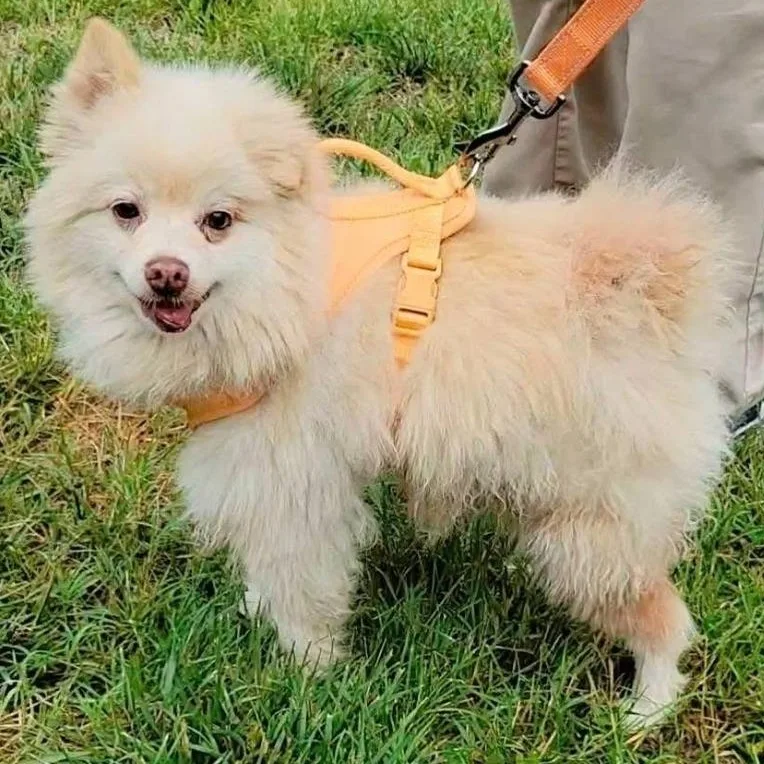 A senior small-sized male Pomeranian dog named Popcorn for adoption in Severn, MD