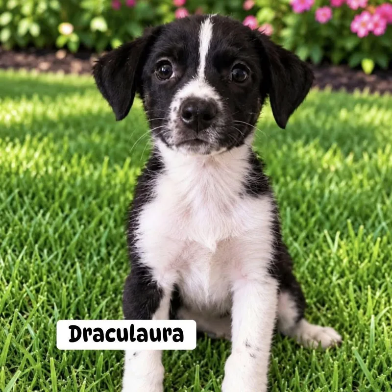 A baby medium-sized female Mixed Breed dog named Draculaura for adoption in Brewton, AL