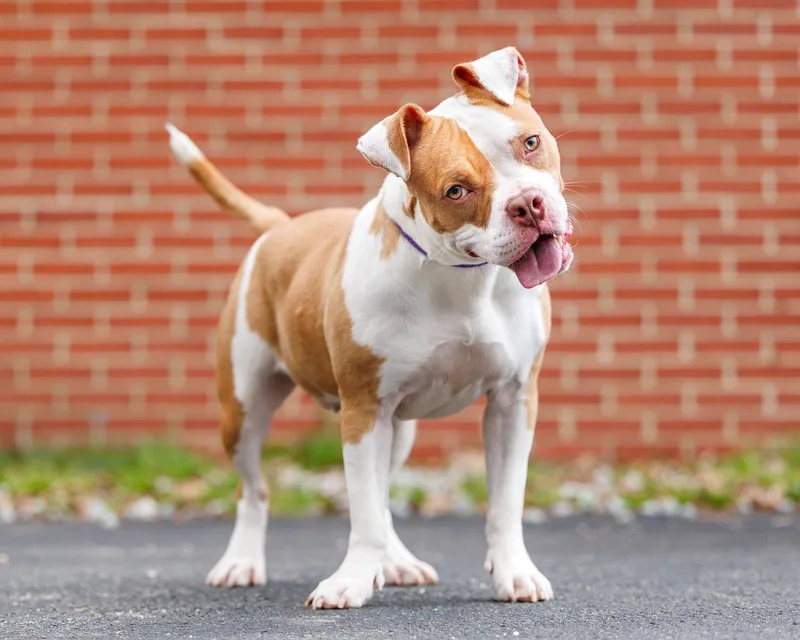 Cheyanne thumbnail 3