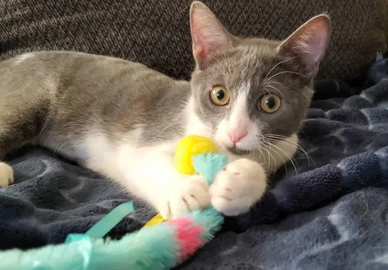 A young medium-sized female Domestic Short Hair cat named Jolene for adoption in Temecula, CA