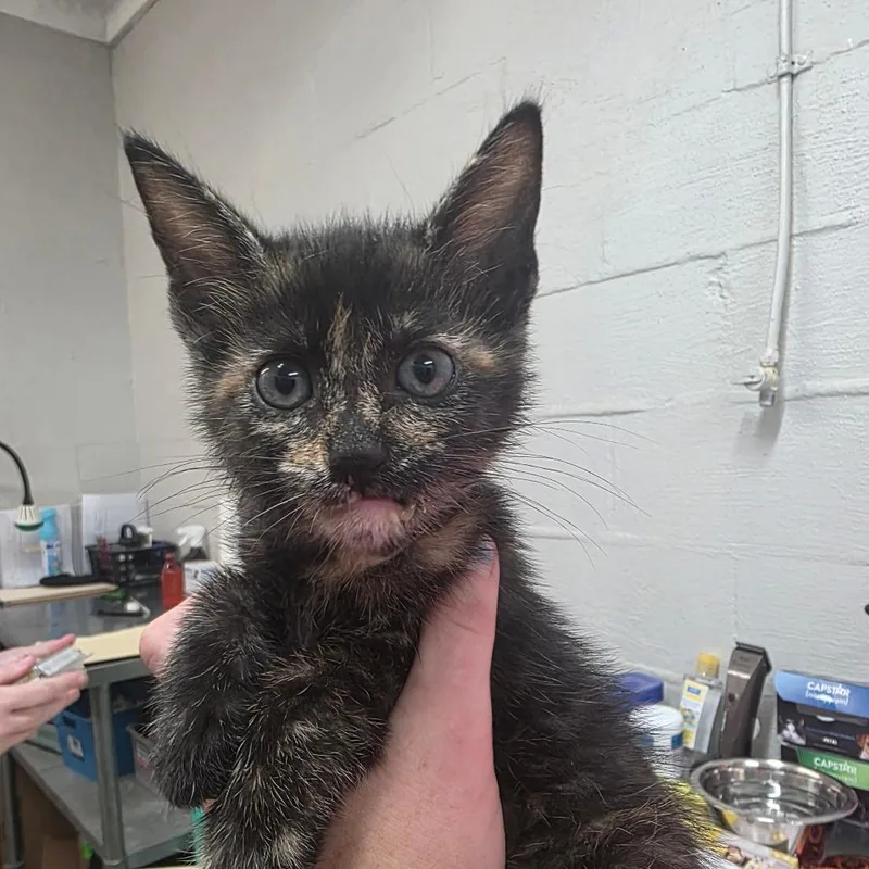 A baby small-sized female Black Domestic Short Hair cat named Lilo for adoption in Clanton, AL