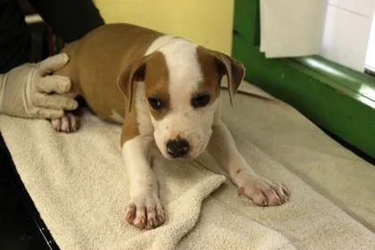 A baby medium-sized female Terrier dog named Paisley for adoption in Picayune, MS