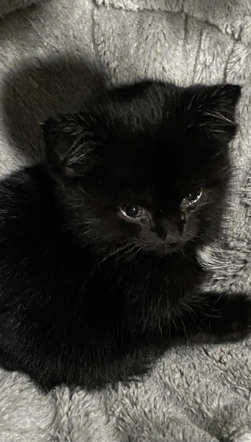 A baby medium-sized male American Shorthair cat named Bouba for adoption in Fredericksburg, OH