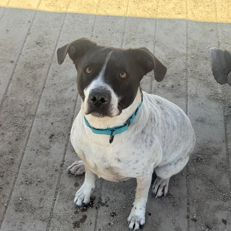 An adult medium-sized female White / Cream English Pointer dog named Lilo for adoption in Stagecoach, NV