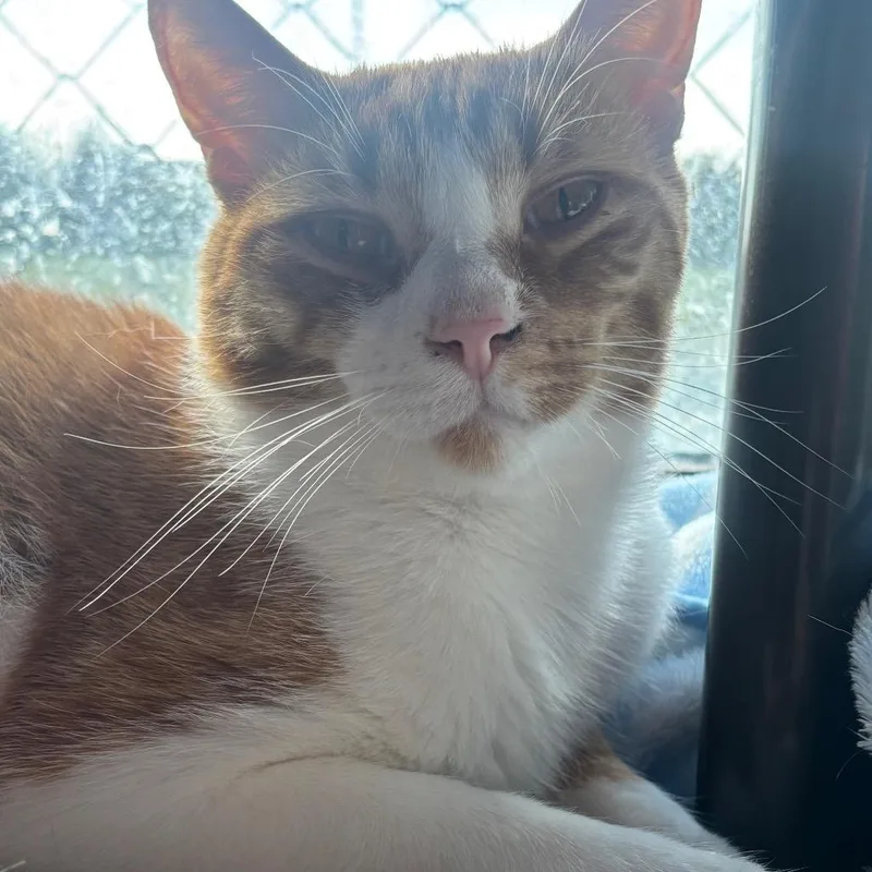 Sullivan C thumbnail 2