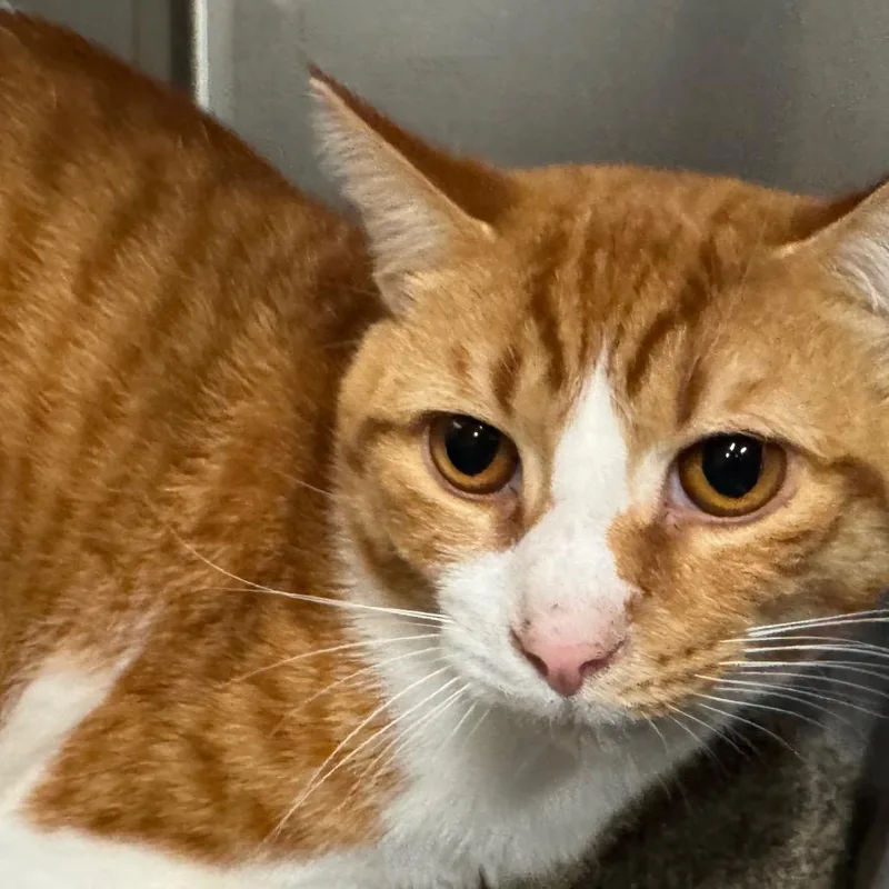 Sullivan C thumbnail 3