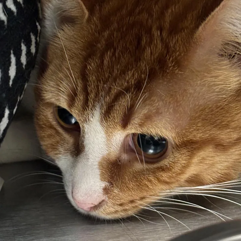 Sullivan C thumbnail 4