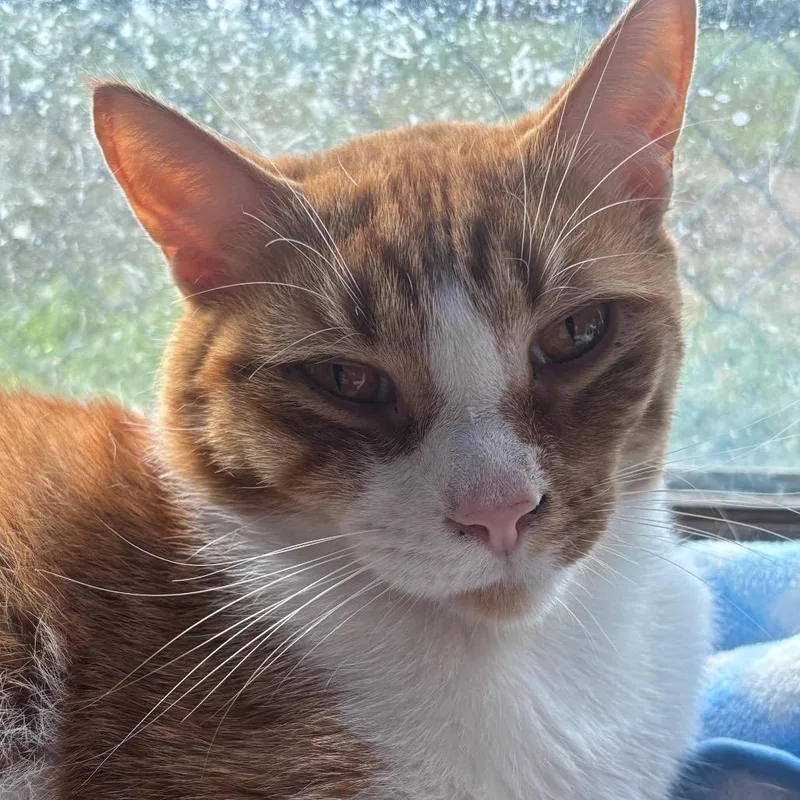 Sullivan C thumbnail 6