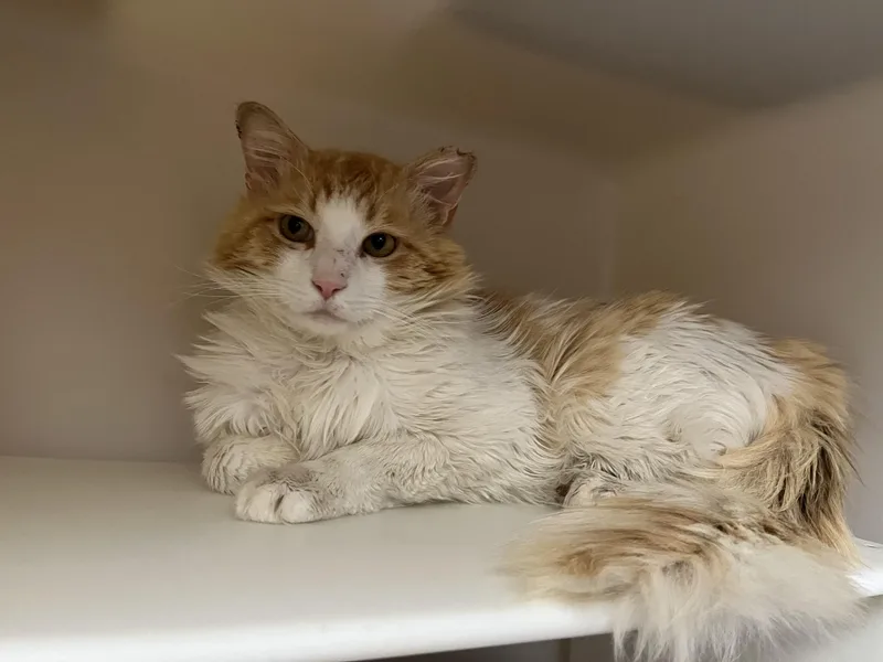 Mr. Fuzz Pants