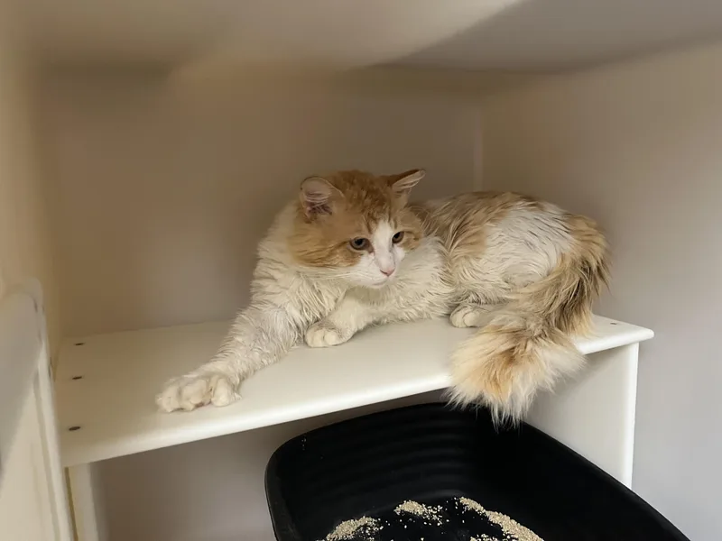 Mr. Fuzz Pants thumbnail 3