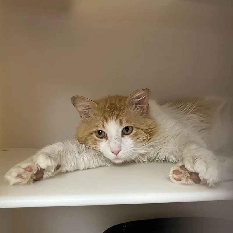 Mr. Fuzz Pants thumbnail 4