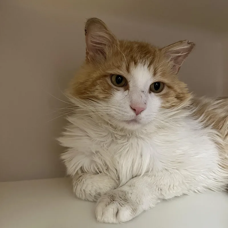 Mr. Fuzz Pants thumbnail 5