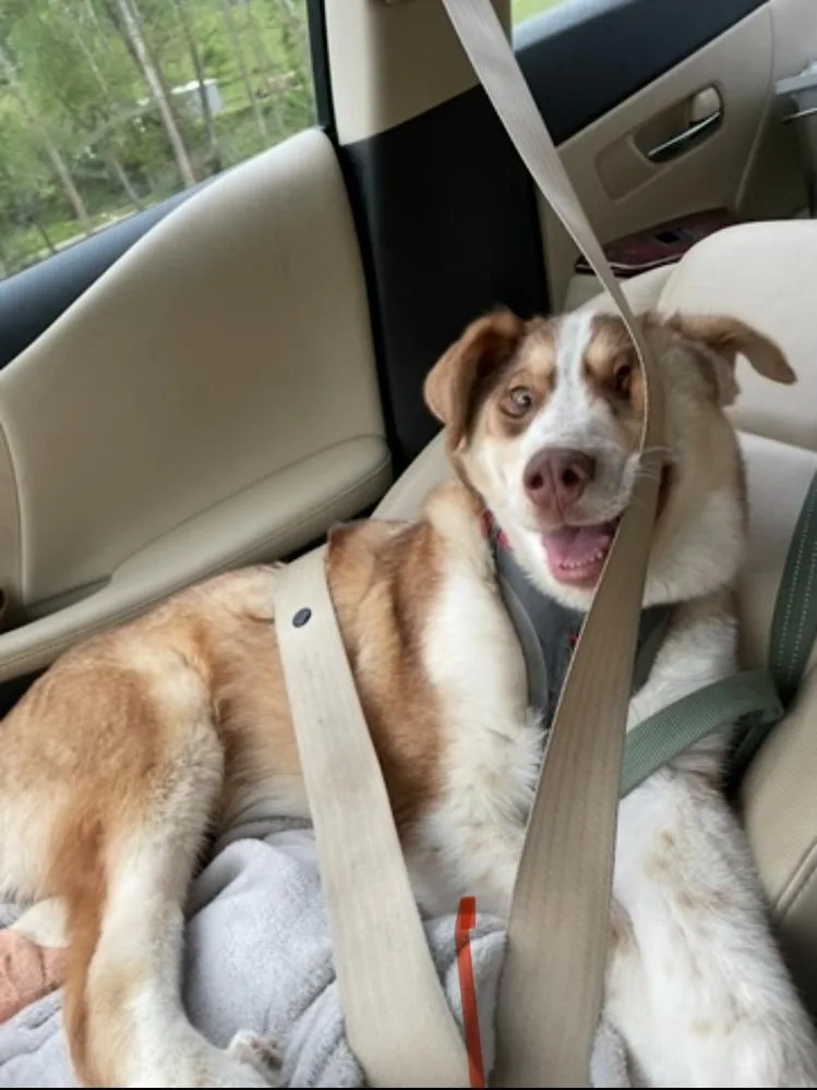 Goofy The Great thumbnail 2