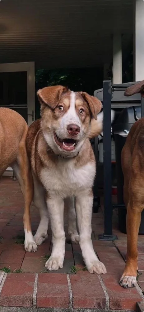 Goofy The Great thumbnail 3