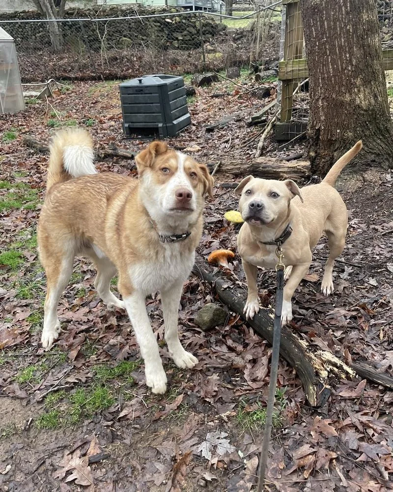 Goofy The Great thumbnail 6