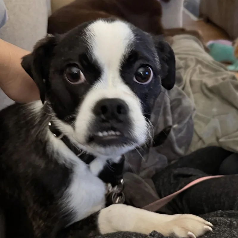 Diamond Delver thumbnail 2