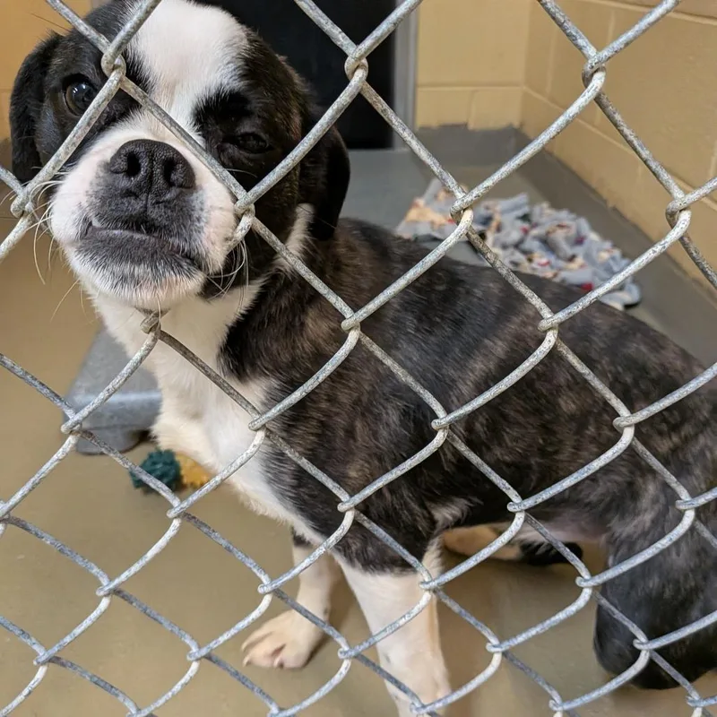 Diamond Delver thumbnail 3