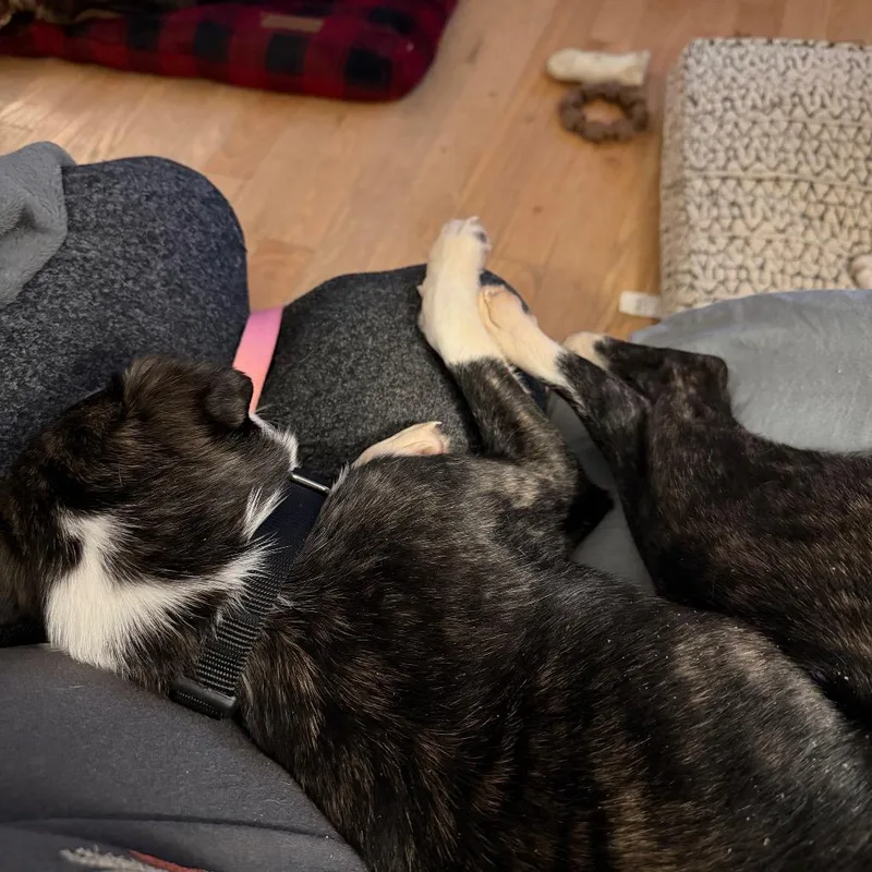 Diamond Delver thumbnail 5