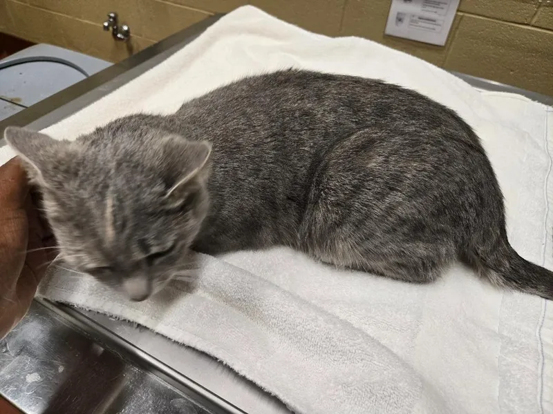 A young medium-sized female Domestic Short Hair cat named Artemis for adoption in Douglasville, GA