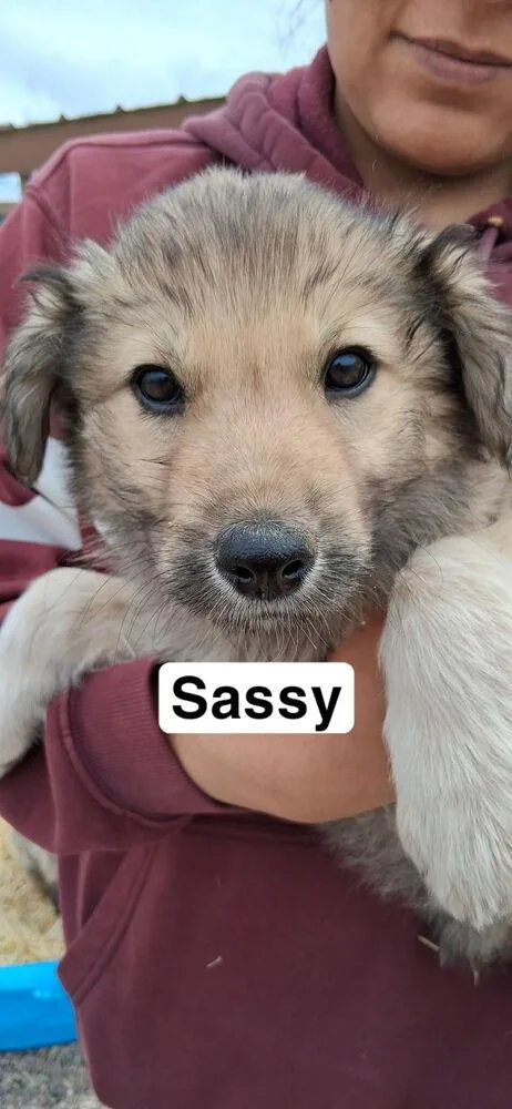 Sassy