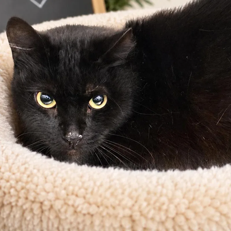 An adult large-sized male Black Domestic Short Hair cat named Tom Petty for adoption in Fort Wayne, IN