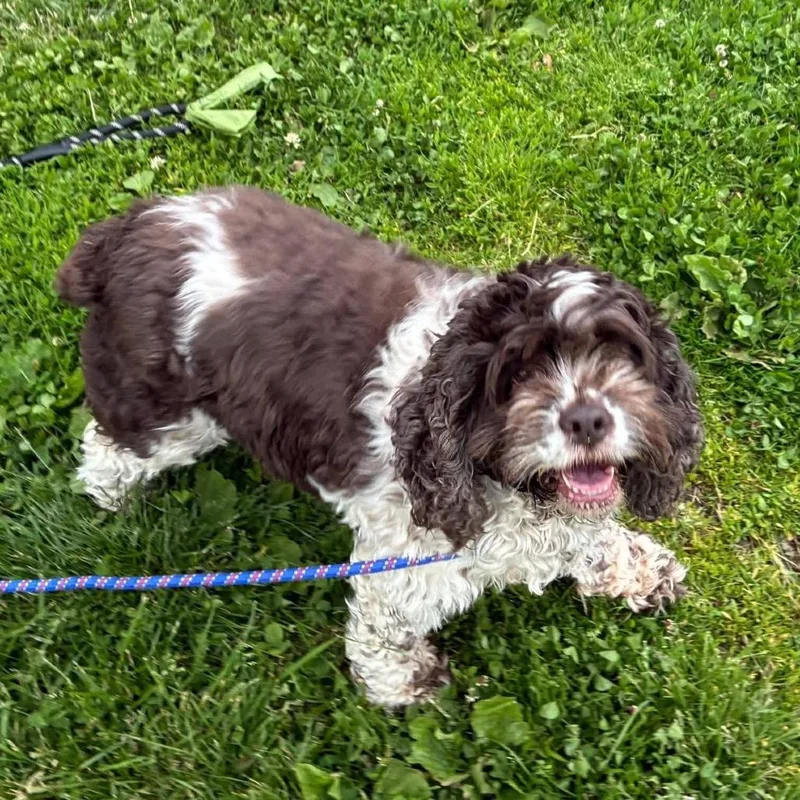 An adult small-sized female Brown / Chocolate Cocker Spaniel dog named Skye for adoption in Quakertown, PA