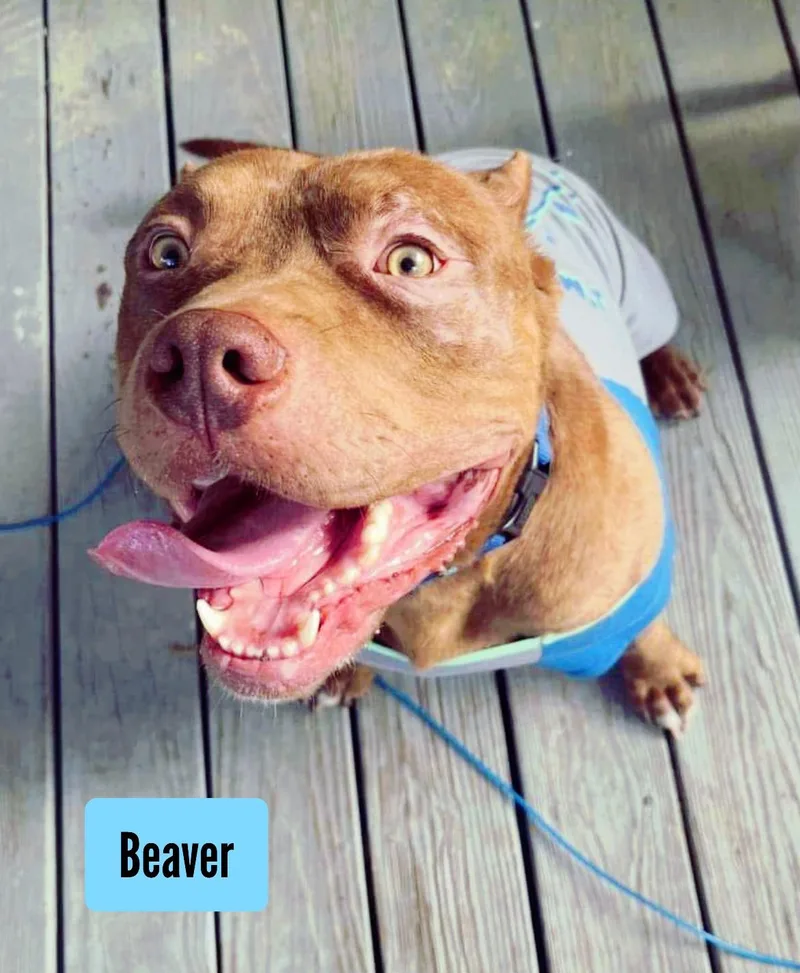 Beaver
