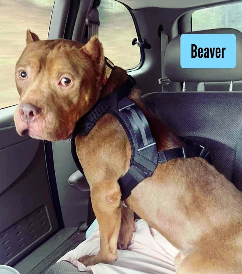 Beaver thumbnail 2