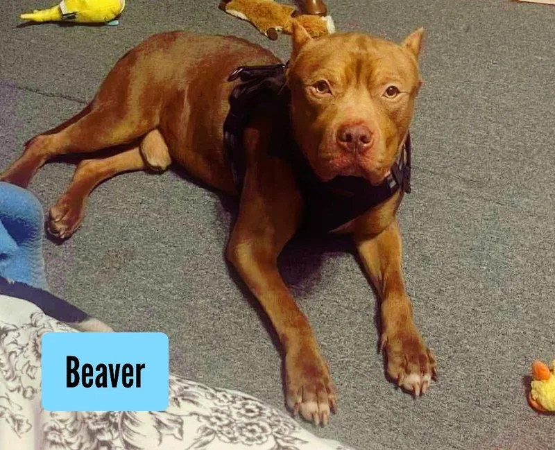 Beaver thumbnail 3