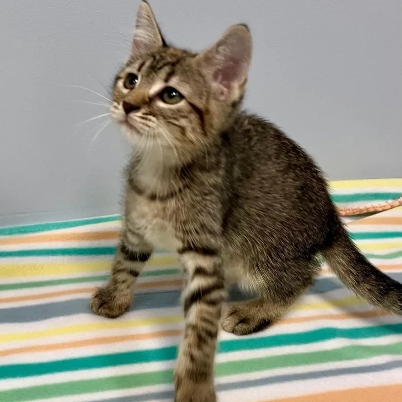 A baby medium-sized female Tabby (Brown / Chocolate) Domestic Short Hair cat named Maggie for adoption in Gastonia, NC