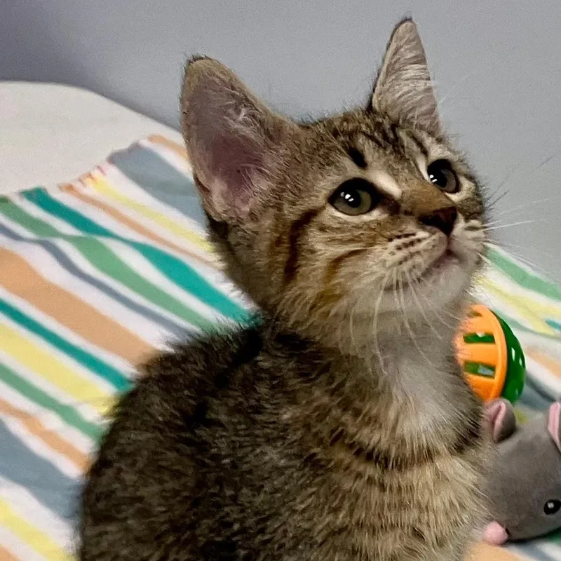 Maggie thumbnail 3