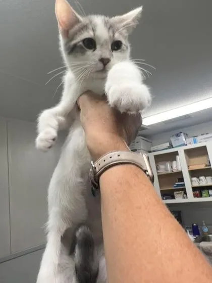 A baby small-sized male Domestic Short Hair cat named Ferdinand $ for adoption in Seneca, SC