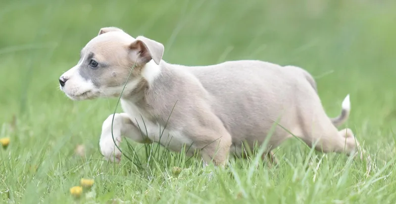 A baby small-sized female Chihuahua dog named Briar for adoption in Mechanicsburg, PA