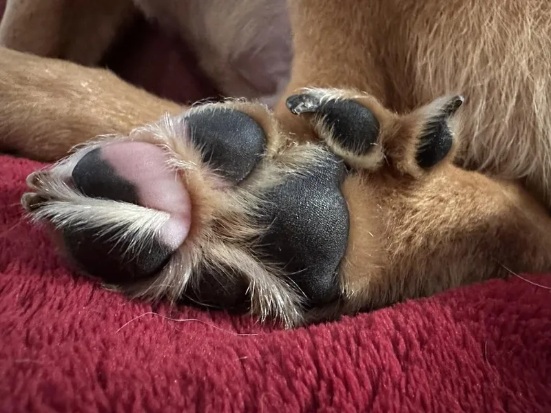 Spearmint thumbnail 2