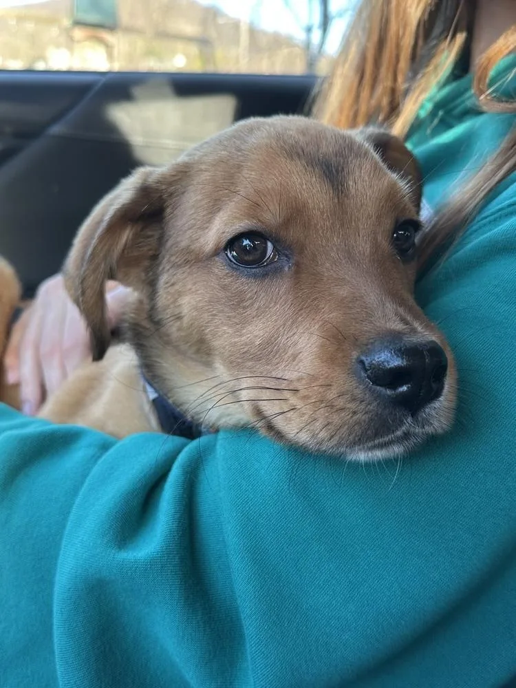 Spearmint thumbnail 3