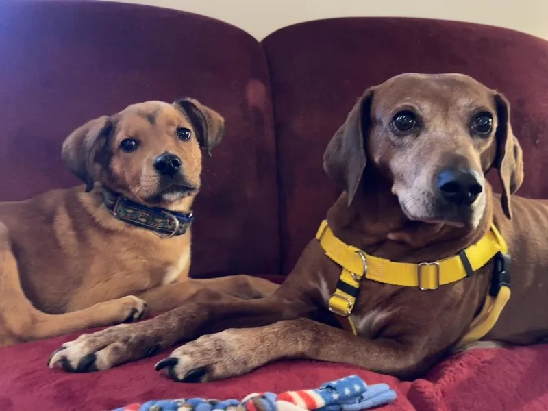 Spearmint thumbnail 4