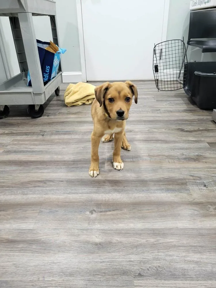 Spearmint thumbnail 5