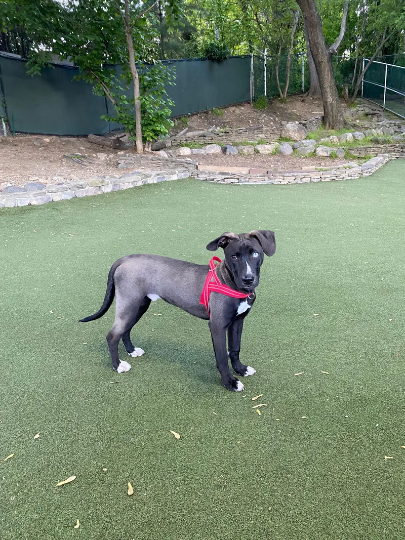 A baby medium-sized male Black Husky dog named Bowie for adoption in New York, NY
