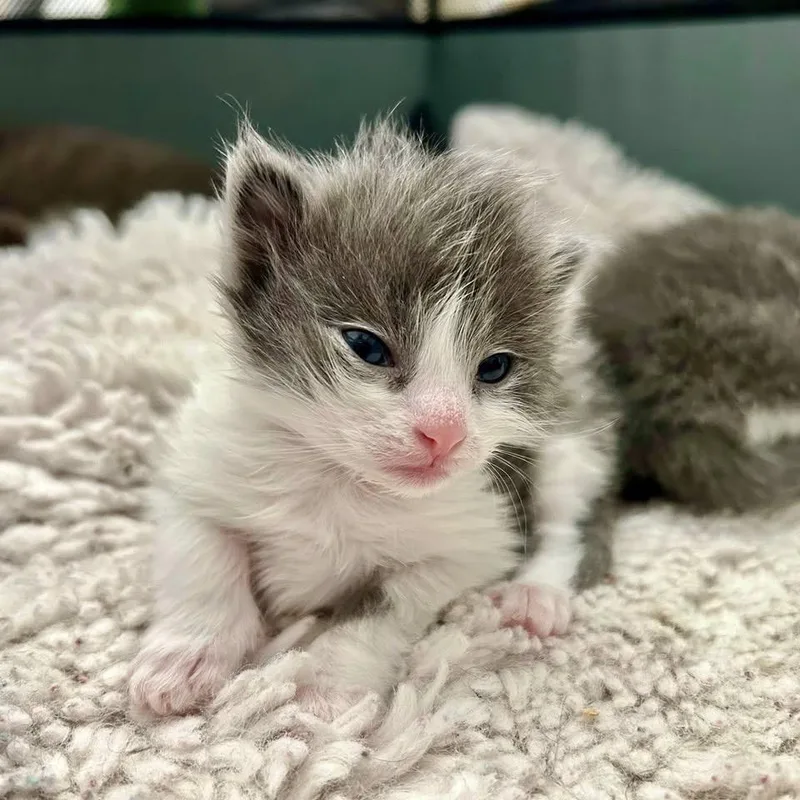 A baby small-sized male Gray / Blue / Silver Domestic Medium Hair cat named Harbor for adoption in Harrisonburg, VA